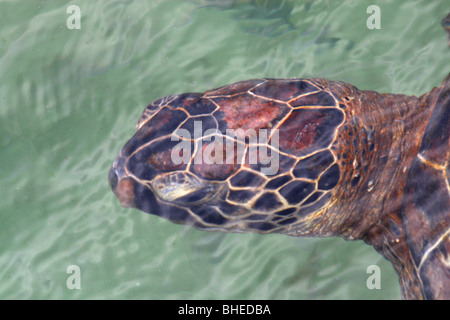 Green sea turtle (Chelonia mydas) in the Turtle Conservation aquarium at Nungwi in Zanzibar Stock Photo