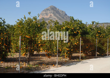 fenced orange orchard with Montgo mountain behind, Javea / Xabia, Alicante Province, Comunidad Valenciana, Spain Stock Photo