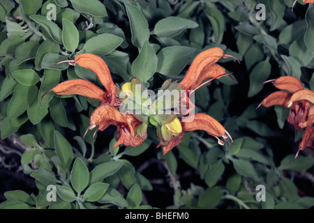 Golden / Beach / Dune/ African Sage/Salvia flowers-Salvia africana-lutea- Family Lamiaceae Stock Photo