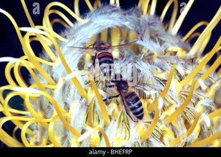 Close-up of Honey Bees collecting pollen from Leucospermum flower- Apis mellifera- Family Apidae Stock Photo
