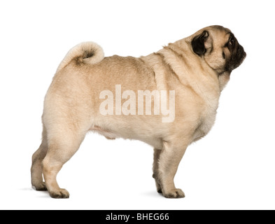 Pug, 6 years old, standing in front of white background Stock Photo