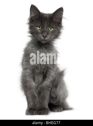 Norwegian Forest Cat, 4 months old, in front of a white background Stock Photo