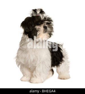 Shih tzu, 3 months old, standing in front of white background Stock Photo