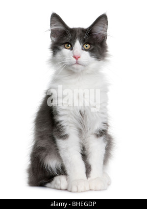 Norwegian Forest Cat kitten, 4 months old in front of a white background Stock Photo