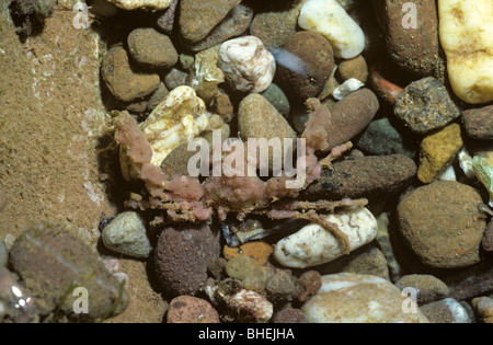 Scorpion spider crab (Inachus dorsettensis: Majidae), camouflaged with bits of sponge, in a rockpool UK Stock Photo