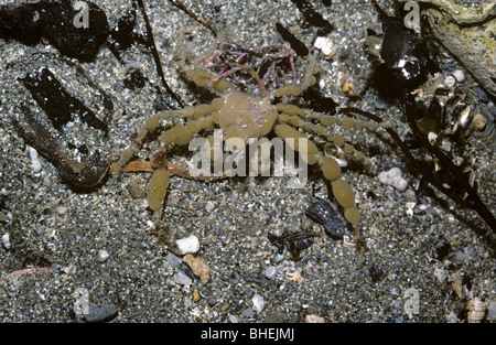 Scorpion spider crab (Inachus dorsettensis: Majidae), camouflaged with bits of sponge, in a rockpool UK Stock Photo