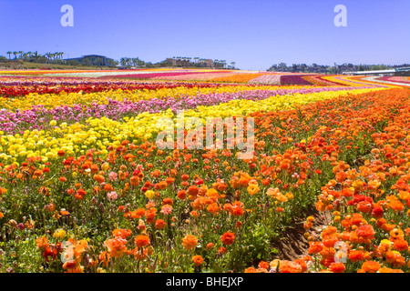 Flowers field in Carlsbad, California Stock Photo - Alamy
