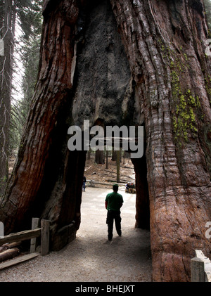 Sequoia tree hole hiker Mariposa Grove Yosemite National Park Stock Photo