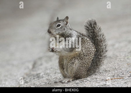 California ground squirrel Yosemite national park Stock Photo