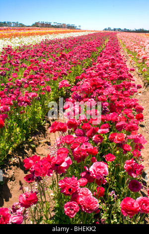 Flowers field in Carlsbad, California Stock Photo - Alamy