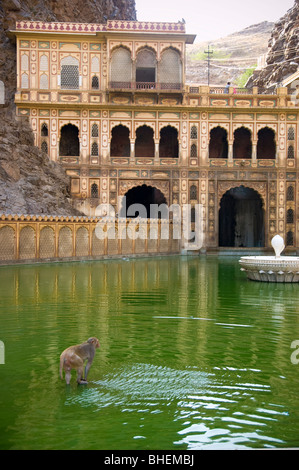 Monkeys spend time in the water of the fountain at the Monkey Temple, Galta, India. Stock Photo