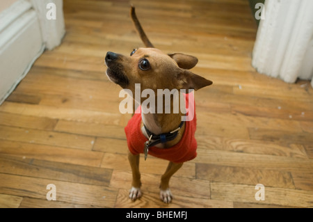 A Chihuahua has just barked. Stock Photo