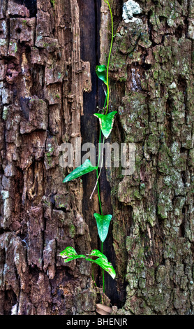 Earleaf Greenbrier (Smilax auriculata) Vine in Bark, Werner Boyce Salt Springs State Park, Florida Stock Photo