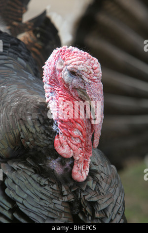 Norfolk Black Turkey (Meleagris gallopavo), a domesticated farm animal, UK. Stock Photo