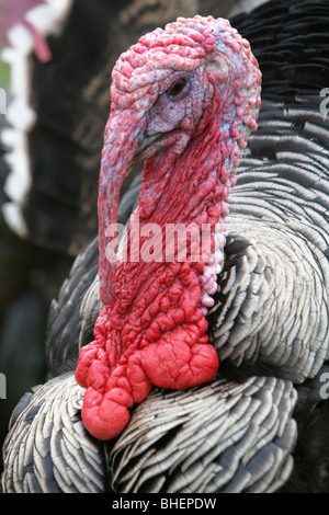 Norfolk Black Turkey (Meleagris gallopavo), a domesticated farm animal, UK. Stock Photo