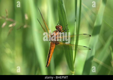 Scarce Chaser (Libellula fulva) in Cambridgeshire, UK. Stock Photo