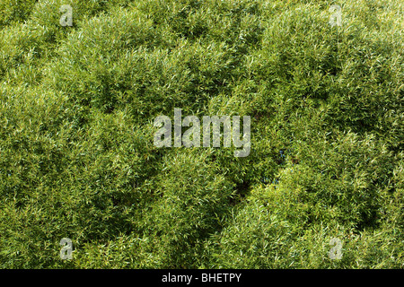 The tree (lat. Salix). Willow, sallow, osier. Stock Photo