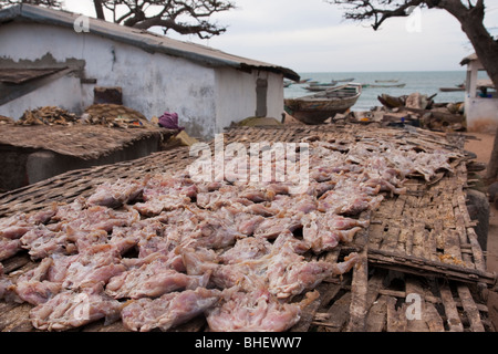 Drying fish before smoke in Tanji fishing village Gambia Africa Stock Photo