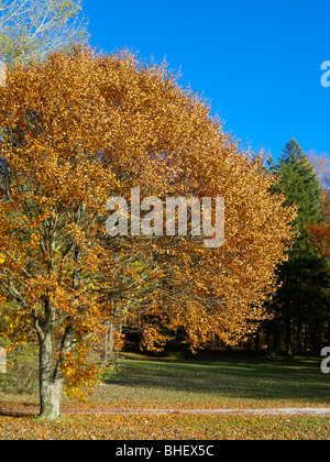 tree in autumn landscape Stock Photo