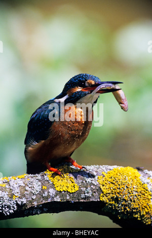 Kingfisher (Alcedo atthis) on lichen branch with fish - Bavaria/Germany Stock Photo