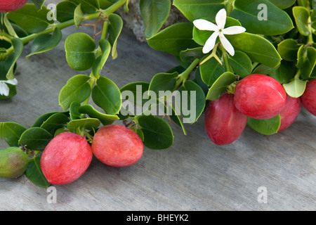 Natal Plums, branch 'Carissa macrocarpa' Stock Photo