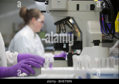 Scientist analyzing stem cell sample in a laboratory Stock Photo