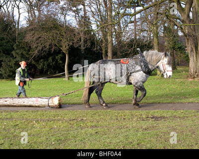 Chris Wadsworth a forest conservation contractor with his working horse pulling a tree trunk for removal Stock Photo