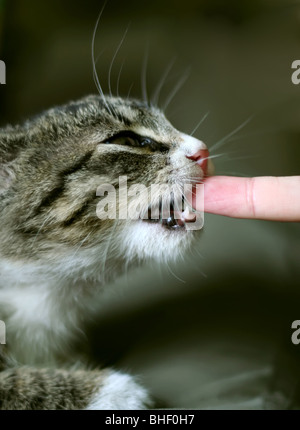 Funny cat eating human finger Stock Photo