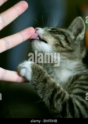 Funny cat eating human finger Stock Photo