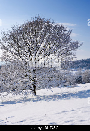 Winter at Newlands Corner near Guildford, Surrey, UK. Stock Photo