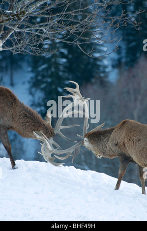 rutting red deer stags, austrian tirol Stock Photo