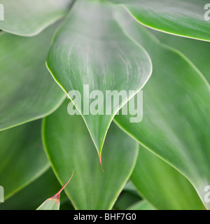 Close up of Agave attenuata leaves in attractive,soft light Stock Photo