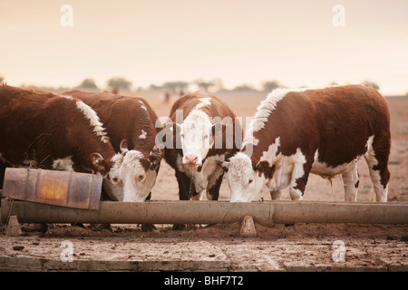 Cattle on barren land Australia Stock Photo