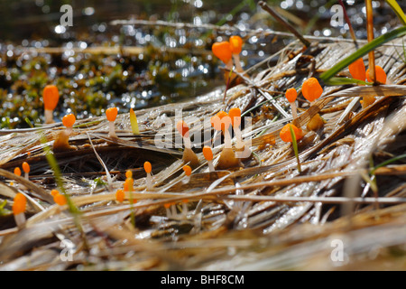 Bog Beacon fungi (Mitrula paludosa) growing on plant debris beside a bog pool. Powys, Wales. Stock Photo