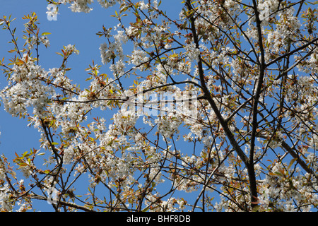 Flowers of Wild Cherry or Gean (Prunus avium) in Spring. Stock Photo