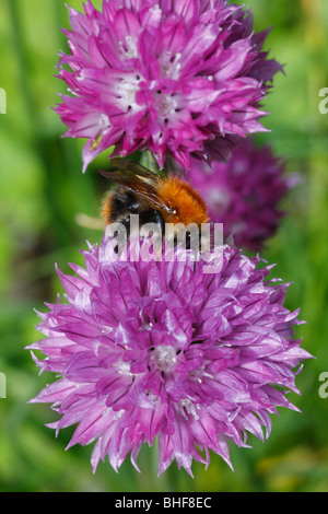Common Carder Bumblebee (Bombus pascuorum) feeding on flowers of Chives (Allium schoenoprasum) in a garden. Powys, Wales. Stock Photo