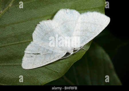 Common White Wave moth (Cabera pusaria). Powys, Wales. Stock Photo