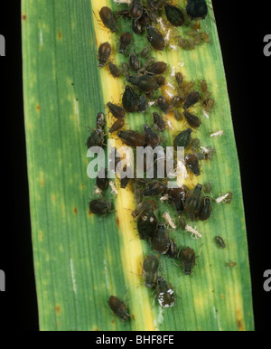 Bird cherry aphid (Rhopalosiphum padi) live bearing female, cast skins ...