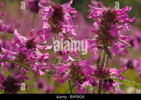 Betony (Stachys officinalis) flowering. Cumbria, England. Stock Photo
