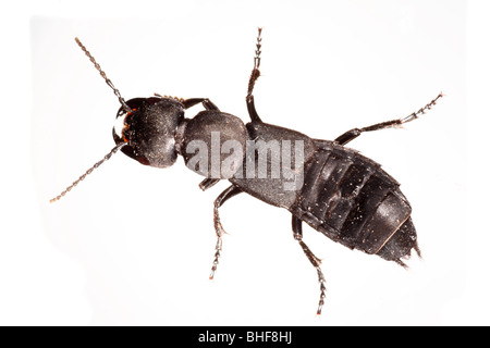 Devil's Coach Horse beetle (Staphylinus olens). Live insect photographed against a white background on a portable studio. Stock Photo