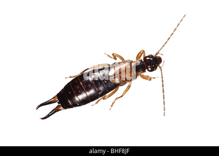 Female Common Earwig (Forficula auricularia). Live insect photographed against a white background on a portable studio. Stock Photo