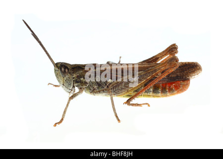 Male Field Grasshopper (Chorthippus brunneus). Live insect photographed against a white background on a portable studio. Stock Photo