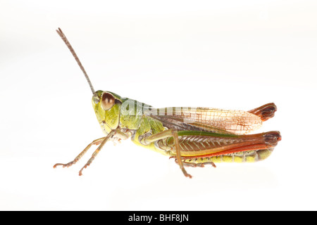Male Meadow Grasshopper (Chorthippus parallelus).  Live insect photographed against a white background on a portable studio. Stock Photo
