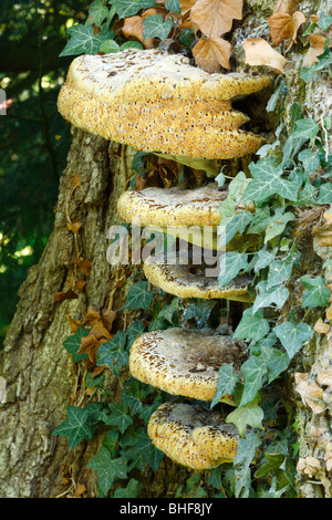 Teirs of Oak Bracket fungus (Inonotus dryadeus), on a large oak tree. Powys, Wales. Stock Photo