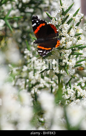 Red Admiral Butterfly (Vanessa atalanta) feeding on the spiny shrub Colletia spinosissima in a garden. Powys, Wales. Stock Photo