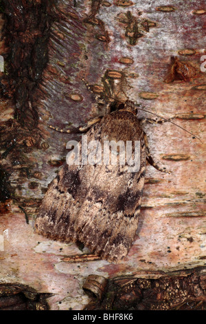 Copper Underwing moth (Amphipyra pyramidea) resting on the bark of a birch tree. Powys, Wales.