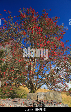 Rowan or Mountain Ash tree (Sorbus aucuparia) laden with ripe berries. Powys, Wales. Stock Photo