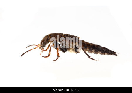 Rove Beetle (Creophilus maxillosus). Live insect photographed against a white background on a portable studio. Stock Photo