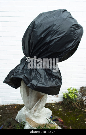 Black plastic bin liner and bubble wrap protecting cordyline against winter temperatures in UK Stock Photo