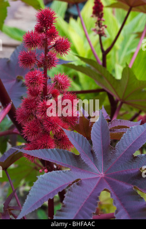 Castor Bean seed pods  ( Ricinus communis) Stock Photo